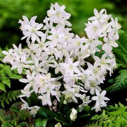 Cebulica Miszczenki - Scilla mischtschenkoana Tubergeniana - 5 szt.