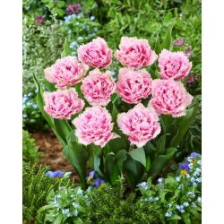 Tulipan Cairns - GIGA paczka! - 250 szt.