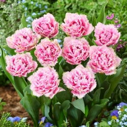 Tulipan Cairns - GIGA paczka! - 250 szt.
