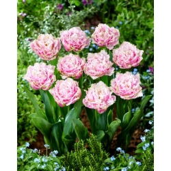 Tulipan Perth - GIGA paczka! - 250 szt.