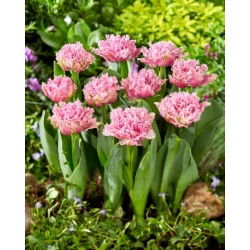 Tulipan Newcastle - 5 szt.