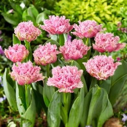 Tulipan Newcastle - GIGA paczka! - 250 szt.