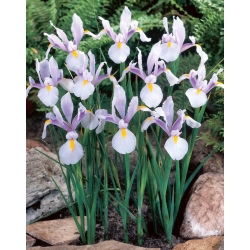 Irys holenderski - Carmen - 10 szt.