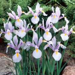 Irys holenderski - Carmen - 10 szt.