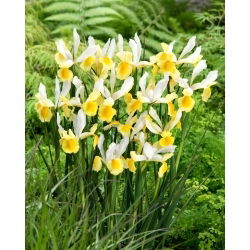 Irys holenderski - Montecito - 10 szt.