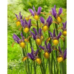 Irys holenderski - Picasso - 10 szt.