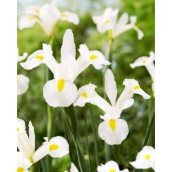 Irys holenderski - White Magic - duża paczka! - 100 szt.