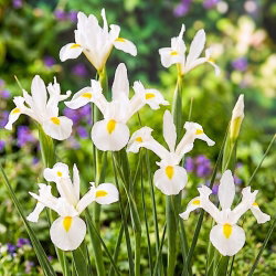Irys holenderski - White Magic - 10 szt.