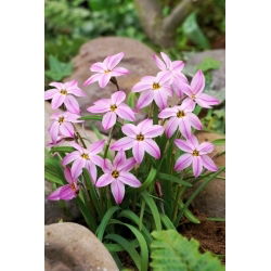 Ipheion - Ifejon - Tessa - duża paczka! - 100 szt.