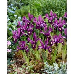 Irys żyłkowany - Rejoice - 10 szt.