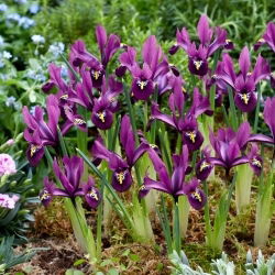 Irys żyłkowany - Rejoice - 10 szt.