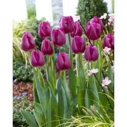 Tulipan Bullit - 5 szt.