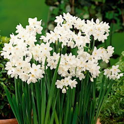 Narcyz Bożonarodzeniowy - Paperwhites Ziva - GIGA paczka! - 250 szt.