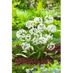 Czosnek ozdobny Cowanii - GIGA paczka! - 1000 szt.