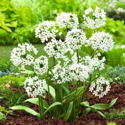 Czosnek ozdobny Cowanii - GIGA paczka! - 1000 szt.