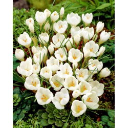 Krokus Miss Vain - GIGA paczka! - 500 szt.