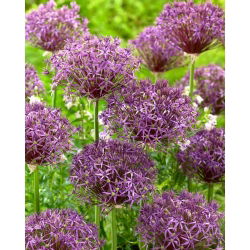 Czosnek ozdobny Metallic Shine - GIGA paczka! - 50 szt.