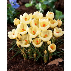Krokus Cream Beauty - GIGA paczka! - 500 szt.