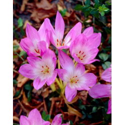 Zimowit - Lilac Wonder - GIGA paczka! - 50 szt.