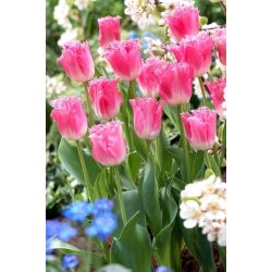 Tulipan Fancy Frills - GIGA paczka! - 250 szt.