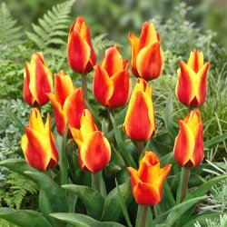 Tulipan Cape Cod - GIGA paczka! - 250 szt.