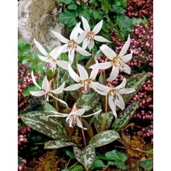 Psiząb Snow Flake - duża paczka! - 10 szt.