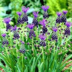 Szafirek miękkolistny - Muscari Comosum - GIGA paczka! - 250 szt.