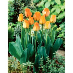 Tulipan Daydream - GIGA paczka! - 250 szt.