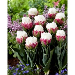 Tulipan Ice Cream - GIGA paczka! - 250 szt.