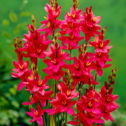 Ixia - Iksja Venus - GIGA paczka! - 1250 szt.