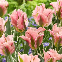 Tulipan China Town - GIGA paczka! - 250 szt.