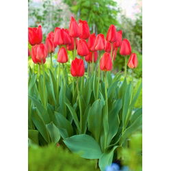 Tulipan Parade - GIGA paczka! - 250 szt.