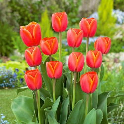 Tulipan Ad Rem - GIGA paczka! - 250 szt.