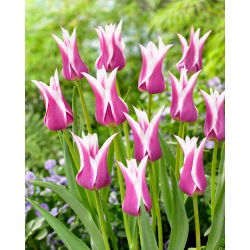 Tulipan Ballade - GIGA paczka! - 250 szt.