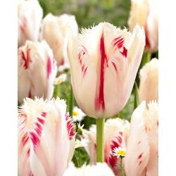 Tulipan Carrousel - GIGA paczka! - 250 szt.