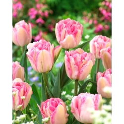 Tulipan Foxtrot - GIGA paczka! - 250 szt.