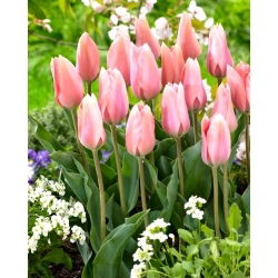 Tulipan Poco Loco - GIGA paczka! - 250 szt.