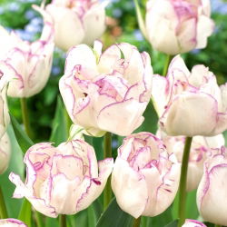 Tulipan Shirley Double - GIGA paczka! - 250 szt.