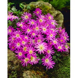 Zawilec grecki - Violet Star - GIGA paczka! - 400 szt.
