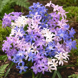 Śnieżnik lśniący mix - Chionodoxa luciliae mix - GIGA paczka! - 500 szt.