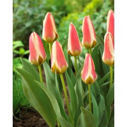 Tulipan Tarafa - GIGA paczka! - 250 szt.