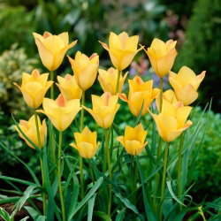 Tulipan Batalinii Bronze Charm - GIGA paczka! - 250 szt.