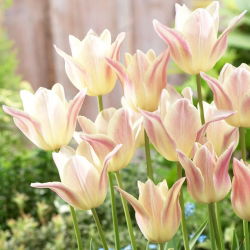 Tulipan Elegant Lady - GIGA paczka! - 250 szt.