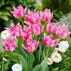 Tulipan Peach Blossom - GIGA paczka! - 250 szt.