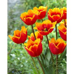 Tulipan Tiano - GIGA paczka! - 250 szt.