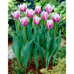 Tulipan Cummins - GIGA paczka! - 250 szt.