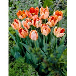 Tulipan Apricot Parrot - duża paczka! - 50 szt.
