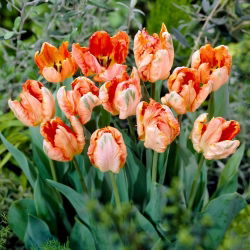 Tulipan Apricot Parrot - duża paczka! - 50 szt.