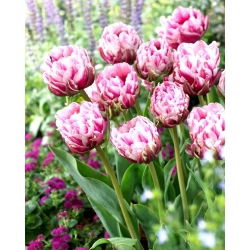 Tulipan Dazzling Desire - duża paczka! - 50 szt.