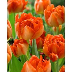 Tulipan Monte Orange - 5 szt.